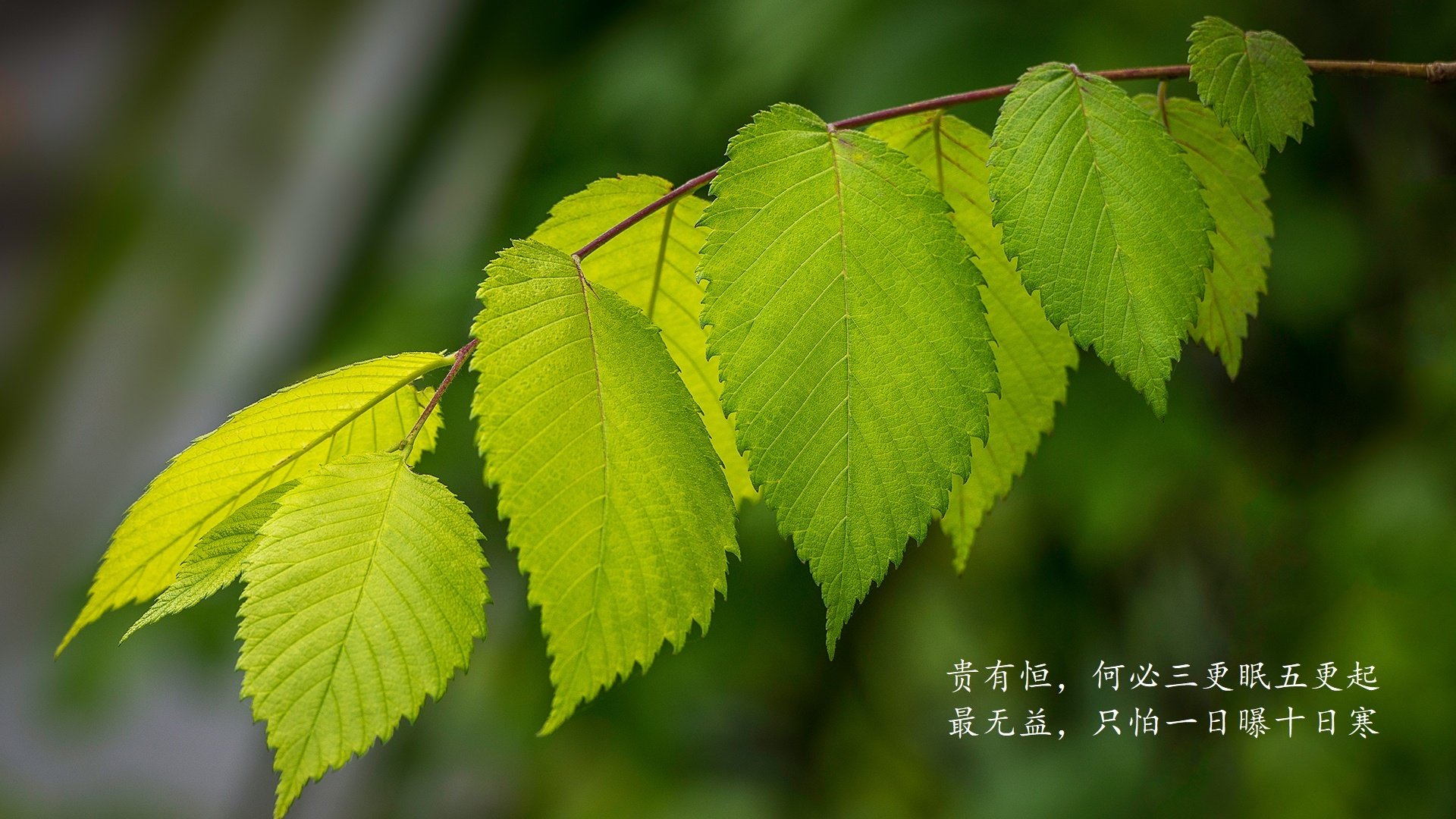 跨界风暴，库里神奇接管西甲国家德比，森林狼击败凯尔特人点燃全球体育狂潮